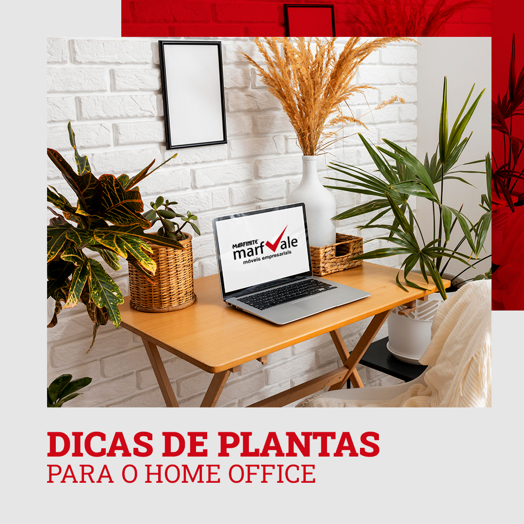 Dicas De Plantas